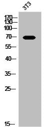 Western Blot analysis of 3T3 cells using CCDC99 Polyclonal Antibody
