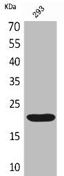 Western Blot analysis of 293 cells using CMTM6 Polyclonal Antibody