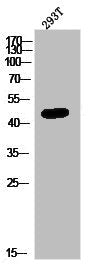 Western Blot analysis of 293T cells using GPR172B Polyclonal Antibody