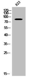 Western Blot analysis of 823 cells using RFWD3 Polyclonal Antibody