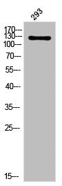 Western Blot analysis of 293 cells using USP40 Polyclonal Antibody