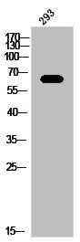 Western Blot analysis of 293 cells using Mena Polyclonal Antibody
