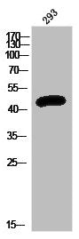 Western Blot analysis of 293 cells using PKA IIα reg Polyclonal Antibody
