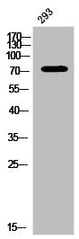 Western Blot analysis of 293 cells using Phospho-PKC α (Y657) Polyclonal Antibody