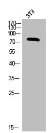 Western Blot analysis of 3T3 cells using Phospho-PKC α (T638) Polyclonal Antibody