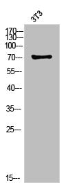 Western Blot analysis of NIH-3T3 cells using PKC α Polyclonal Antibody
