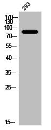 Western Blot analysis of 293 cells using Phospho-PKC (T497) Polyclonal Antibody
