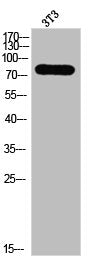Western Blot analysis of 3T3 cells using Phospho-PKC δ (T507) Polyclonal Antibody