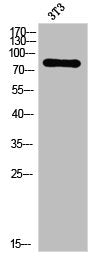 Western Blot analysis of 3T3 cells using PKC δ Polyclonal Antibody