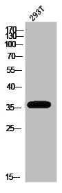 Western Blot analysis of 293T cells using Dok-5 Polyclonal Antibody