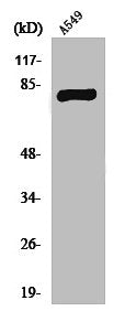 Western Blot analysis of A549 cells using PKC γ Polyclonal Antibody