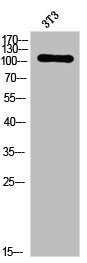 Western Blot analysis of 3T3 cells using Phospho-PKD1 (S205) Polyclonal Antibody