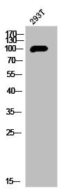 Western Blot analysis of 293T cells using PKD1 Polyclonal Antibody