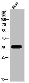Western Blot analysis of 293T cells using Phospho-PBK (T9) Polyclonal Antibody
