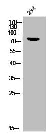 Western Blot analysis of 293 cells using PKC θ Polyclonal Antibody