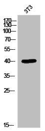 Western Blot analysis of 3T3 cells using ERK 2 Polyclonal Antibody