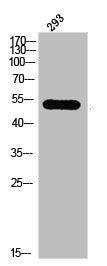 Western Blot analysis of 293 cells using JNK1/2/3 Polyclonal Antibody