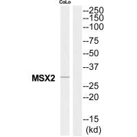 Western blot analysis of extracts from COLO205 cells, using MSX2 antibody.