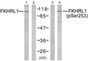 Western blot analysis of extracts from NIH/3T3 cells using FKHRL1 (Ab-253) antibody (Lane 1 and 2) and FKHRL1 (phospho-Ser253) antibody (Lane 3 and 4).