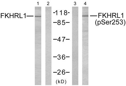 Western blot analysis of extracts from NIH/3T3 cells using FKHRL1 (Ab-253) antibody (Lane 1 and 2) and FKHRL1 (phospho-Ser253) antibody (Lane 3 and 4).