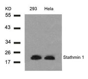 Western blot analysis of extracts from 293 and Hela cells using Stathmin 1(Ab-25) Antibody.