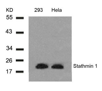 Western blot analysis of extracts from 293 and Hela cells using Stathmin 1(Ab-25) Antibody.