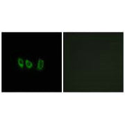 Immunofluorescence analysis of A549 cells, using CSTL1 antibody.