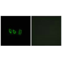 Immunofluorescence analysis of A549 cells, using CSTL1 antibody.