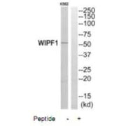 Western blot analysis of extracts from K562 cells, using WIPF1 antibody.