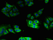 Immunofluorescent analysis of HepG2 cells using CSB-PA03134A0Rb at dilution of 1:100 and Alexa Fluor 488-congugated AffiniPure Goat Anti-Rabbit IgG(H+L)