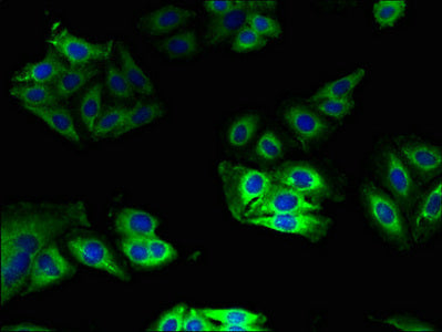 Immunofluorescent analysis of HepG2 cells using CSB-PA03134A0Rb at dilution of 1:100 and Alexa Fluor 488-congugated AffiniPure Goat Anti-Rabbit IgG(H+L)