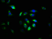 Immunofluorescence staining of A549 cells with CSB-PA03179A0Rb at 1:533, counter-stained with DAPI. The cells were fixed in 4% formaldehyde, permeabilized using 0.2% Triton X-100 and blocked in 10% normal Goat Serum. The cells were then incubated...