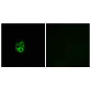 Immunofluorescence analysis of A549 cells, using GNG5 antibody.