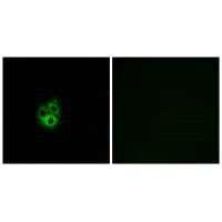 Immunofluorescence analysis of A549 cells, using GNG5 antibody.