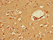 Immunohistochemistry of paraffin-embedded human brain tissue using CSB-PA03389A0Rb at dilution of 1:100