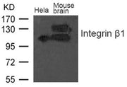 Western blot analysis of extract from Mouse brain tissue and Hela cells using Integrin b1(CD29) Antibody