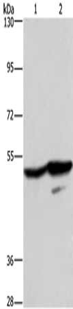 Gel: 8%SDS-PAGE, Lysate: 40 ug, Lane 1-2: A431 cells, K562 cells, Primary antibody: CSB-PA034253(GPR39 Antibody) at dilution 1/200, Secondary antibody: Goat anti rabbit IgG at 1/8000 dilution, Exposure time: 5 minutes