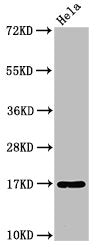 Western Blot Positive WB detected in: Hela whole cell lysate All lanes: C1D antibody at 3.2µg/ml Secondary Goat polyclonal to rabbit IgG at 1/50000 dilution Predicted band size: 17 kDa Observed band size: 17 kDa