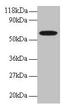 Western blot All lanes: GABARAPL2 antibody at 2µg/ml + EC109 whole cell lysate Secondary Goat polyclonal to rabbit IgG at 1/15000 dilution Predicted band size: 14 kDa Observed band size: 60 kDa