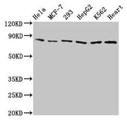 Western Blot Positive WB detected in: Hela whole cell lysate, MCF-7 whole cell lysate, 293 whole cell lysate, HepG2 whole cell lysate, K562 whole cell lysate, Mouse heart tissue All lanes: TRAP1 antibody at 2µg/ml Secondary Goat polyclonal to rabb...