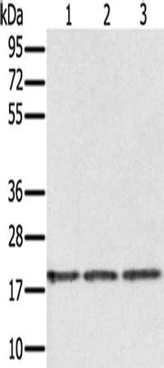 Gel: 12%SDS-PAGE, Lysate: 40 ug, Lane 1-3: Jurkat cells, 293T cells, hela cells, Primary antibody: CSB-PA036549(EPGN Antibody) at dilution 1/150, Secondary antibody: Goat anti rabbit IgG at 1/8000 dilution, Exposure time: 1 minute