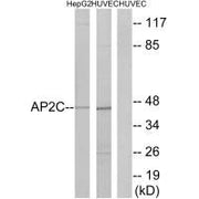Western blot analysis of extracts from HepG2 cells and HUVEC cells, using AP2C antibody.
