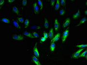Immunofluorescent analysis of Hela cells using CSB-PA03785A0Rb at dilution of 1:100 and Alexa Fluor 488-congugated AffiniPure Goat Anti-Rabbit IgG(H+L)
