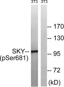 Western blot analysis of extracts from 3T3 cells treated with EGF using MER/SKY (Phospho-Tyr749/681) Antibody.The lane on the right is treated with the antigen-specific peptide.