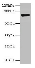 Western blot All lanes: KAT7 antibody at 2µg/ml + Rat brain tissue Secondary Goat polyclonal to rabbit IgG at 1/10000 dilution Predicted band size: 71, 59, 52, 67, 56 kDa Observed band size: 71 kDa