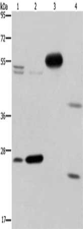 Gel: 8%SDS-PAGE, Lysate: 40 ug, Lane 1-4: LoVo cells, Raji cells, mouse pancreas tissue, skeletal muscle tissue, Primary antibody: CSB-PA038919(CFLAR Antibody) at dilution 1/150, Secondary antibody: Goat anti rabbit IgG at 1/8000 dilution, Exposur...