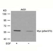 Western blot analysis of extracts from A431 cells untreated or treated with EGF using Myc(Phospho-Ser373) Antibody.