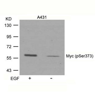Western blot analysis of extracts from A431 cells untreated or treated with EGF using Myc(Phospho-Ser373) Antibody.