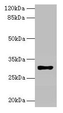 Western blot All lanes: HLA-DRB4 antibody at 2µg/ml + Raji whole cell lysate Secondary Goat polyclonal to rabbit IgG at 1/10000 dilution Predicted band size: 30 kDa Observed band size: 30 kDa