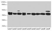 Western blot All lanes: DNAJB1 antibody at 3µg/ml Lane 1: Mouse spleen tissue Lane 2: Colo320 whole cell lysate Lane 3: Hela whole cell lysate Lane 4: LO2 whole cell lysate Lane 5: HepG2 whole cell lysate Lane 6: HT29 whole cell lysate Lane 7: A54...